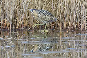 Witte: Great Bittern