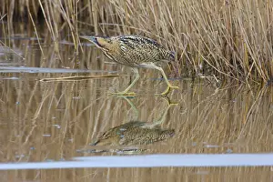 Witte: Great Bittern