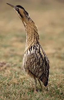 Stellaris: Great Bittern