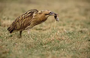 Stellaris: Great Bittern
