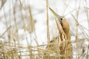 Stellaris: Great Bittern