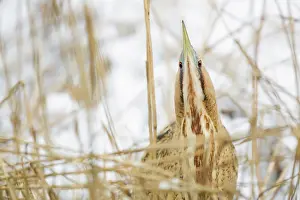 Stellaris: Great Bittern