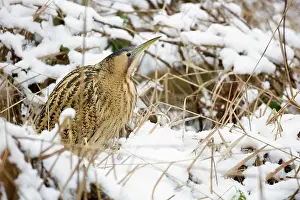 Stellaris: Great Bittern