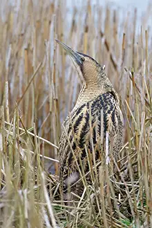 Stellaris: Great Bittern