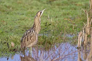 Stellaris: Great Bittern