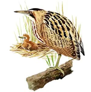 Stellaris: Great Bittern