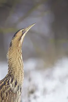 Stellaris: Great Bittern