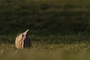 Stellaris: Great Bittern