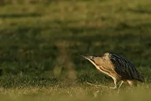 Stellaris: Great Bittern