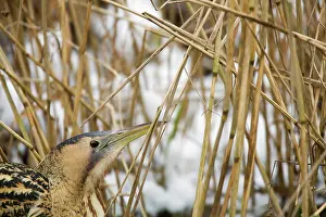 Stellaris: Great Bittern