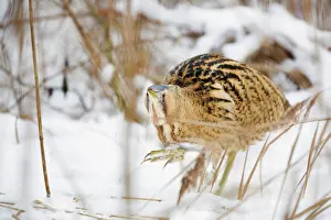 Bittern: Great Bittern