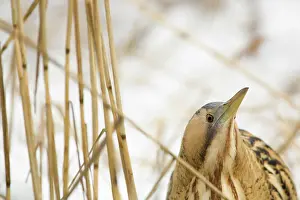 Bittern: Great Bittern