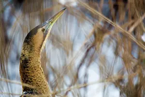 Bittern: Great Bittern