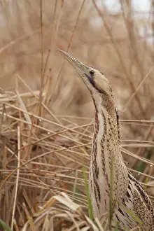 Bittern: Great Bittern