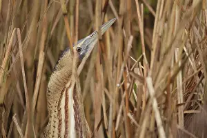 Bittern: Great Bittern