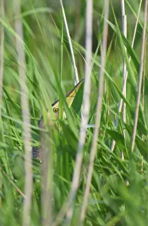 Hide: Great Bittern