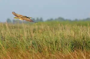 Blending: Great Bittern