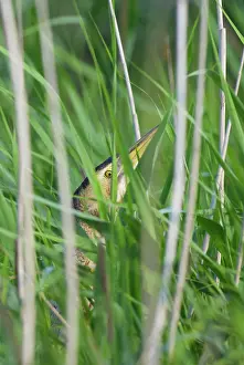 Hide: Great Bittern
