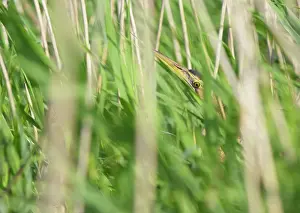 Hide: Great Bittern