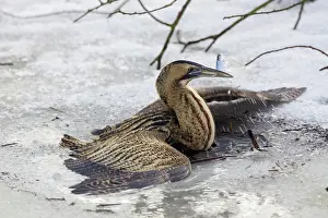 Stellaris: Great Bittern adult with fish prey