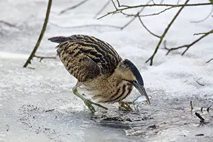Stellaris: Great Bittern adult with fish prey