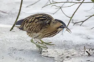 Bittern: Great Bittern adult with fish prey