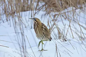 Stellaris: Great Bittern adult standing on ice