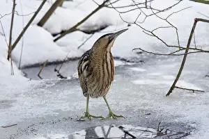 Stellaris: Great Bittern adult standing on ice