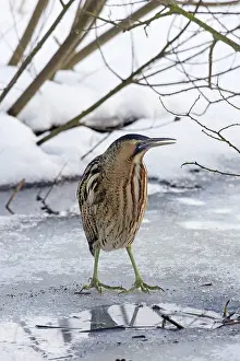 Stellaris: Great Bittern adult standing on ice