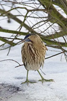 Stellaris: Great Bittern adult standing on ice