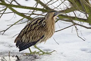 Stellaris: Great Bittern adult standing on ice