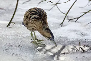 Stellaris: Great Bittern adult standing on ice