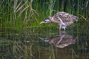 Bittern: Great Bittern (Botaurus stellaris) hunting in a