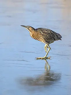 Bittern: Great Bittern (Botaurus stellaris) on ice, look
