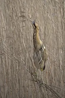Bittern: Great Bittern (Botaurus stellaris) perched on t