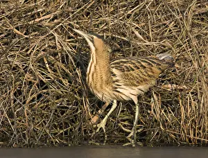 Survival: Great Bittern (Botaurus stellaris) between reed