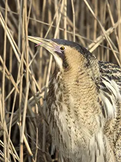 Shows: Great Bittern (Botaurus stellaris) shows its to