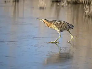 Bittern: Great Bittern (Botaurus stellaris) walking on i