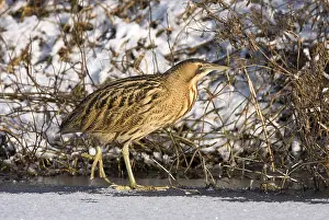 Survival: Great Bittern (Botaurus stellaris) walking on t
