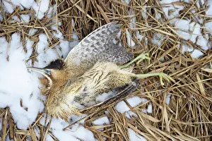 Bittern: Great Bittern dead
