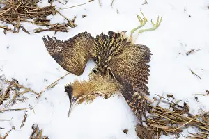 Bittern: Great Bittern dead