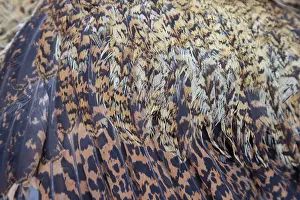 Bittern: Great Bittern dead