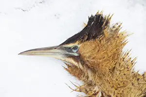 Bittern: Great Bittern dead