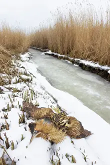 Bittern: Great Bittern dead