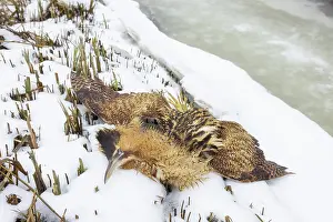 Bittern: Great Bittern dead