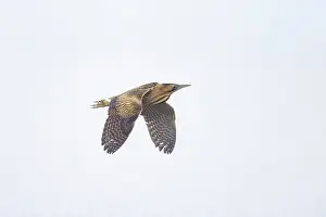 Bittern: Great Bittern flight