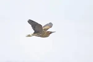 Bittern: Great Bittern flight