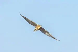 Bittern: Great Bittern flight