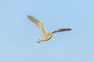 Bittern: Great Bittern flight