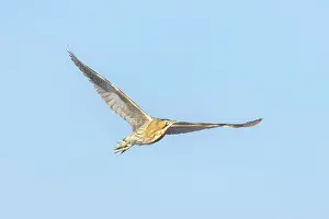 Bittern: Great Bittern flight